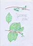 Prunus padus.jpg